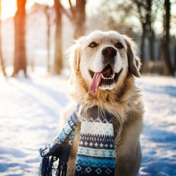 15 Winter Care Tips For Your Dog